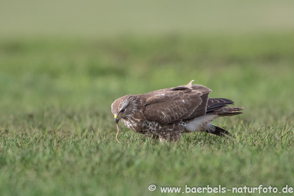 Mäusebussard