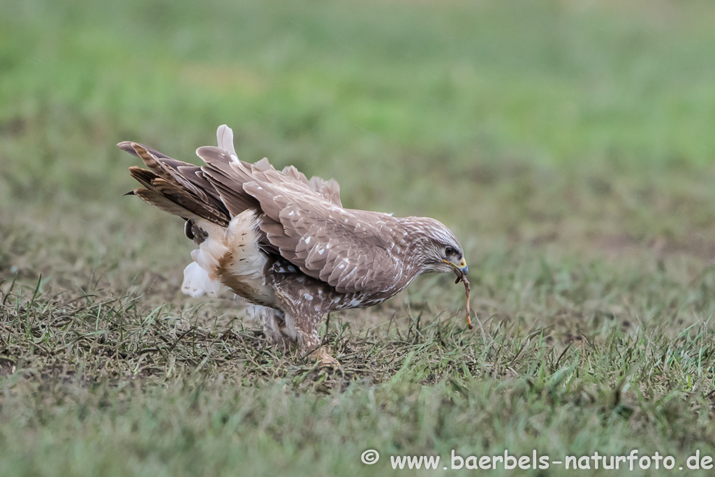 Mäusebussard