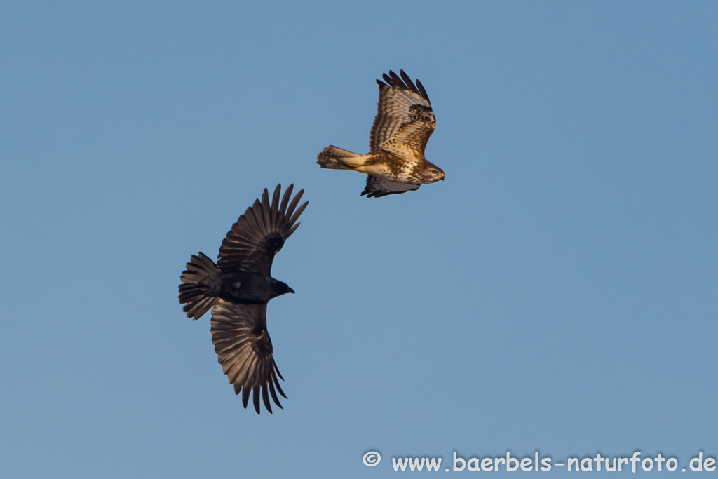 Mäusebussard