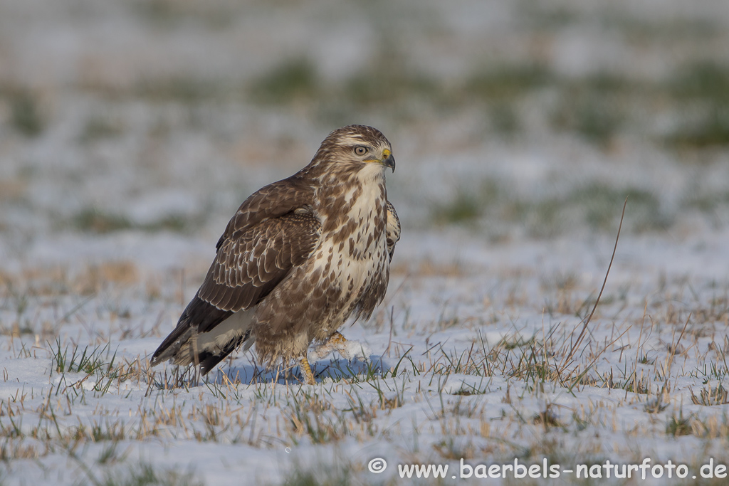 Mäusebussard