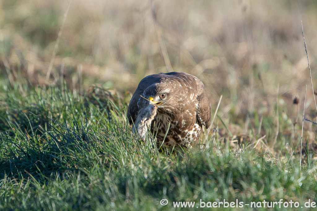 Mäusebussard