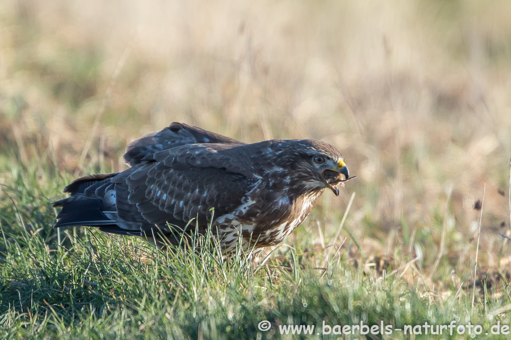 Mäusebussard