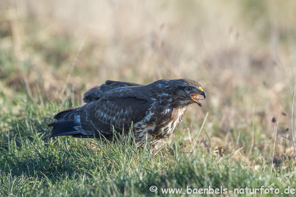 Mäusebussard