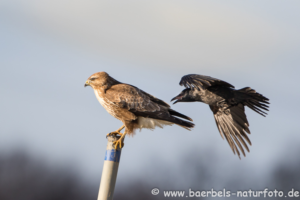 Mäusebussard