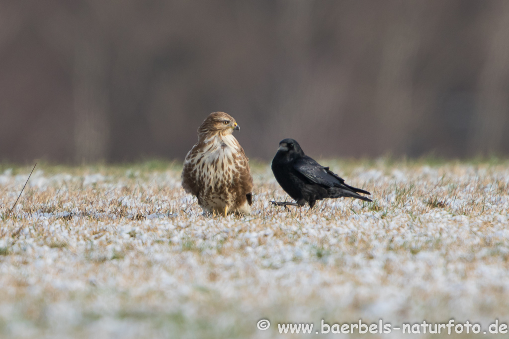 Mäusebussard