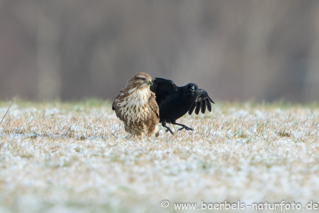 Mäusebussard