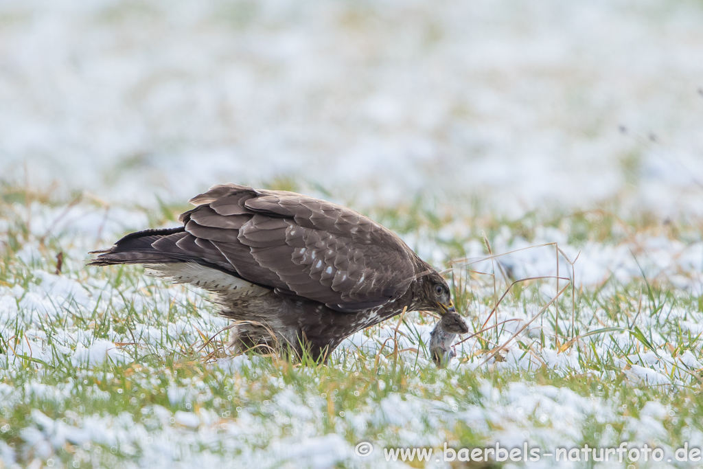 Mäusebussard