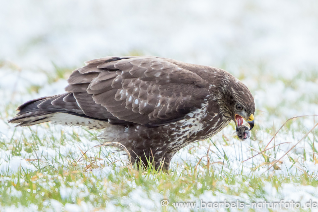 Mäusebussard