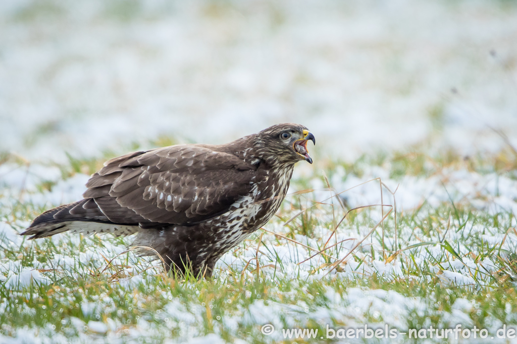 Mäusebussard