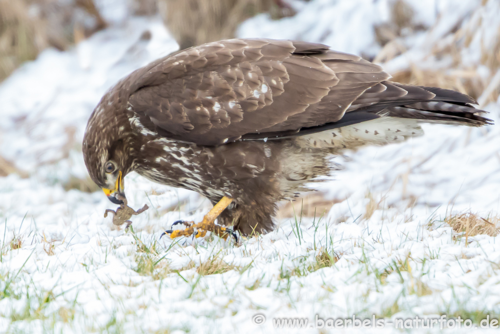 Mäusebussard