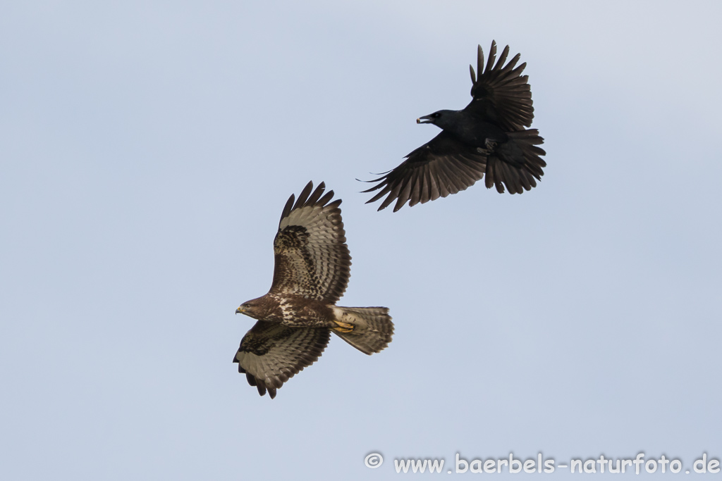 Mäusebussard