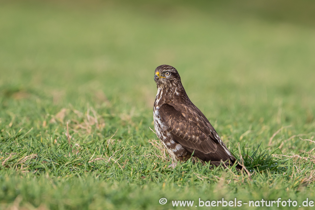 Mäusebussard