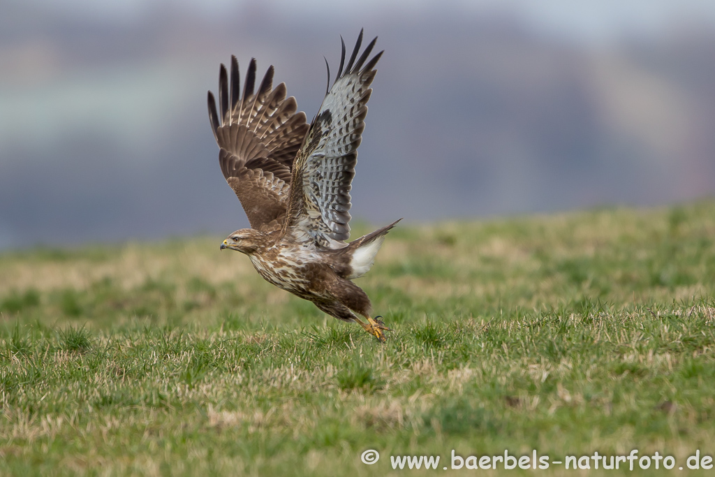 Mäusebussard