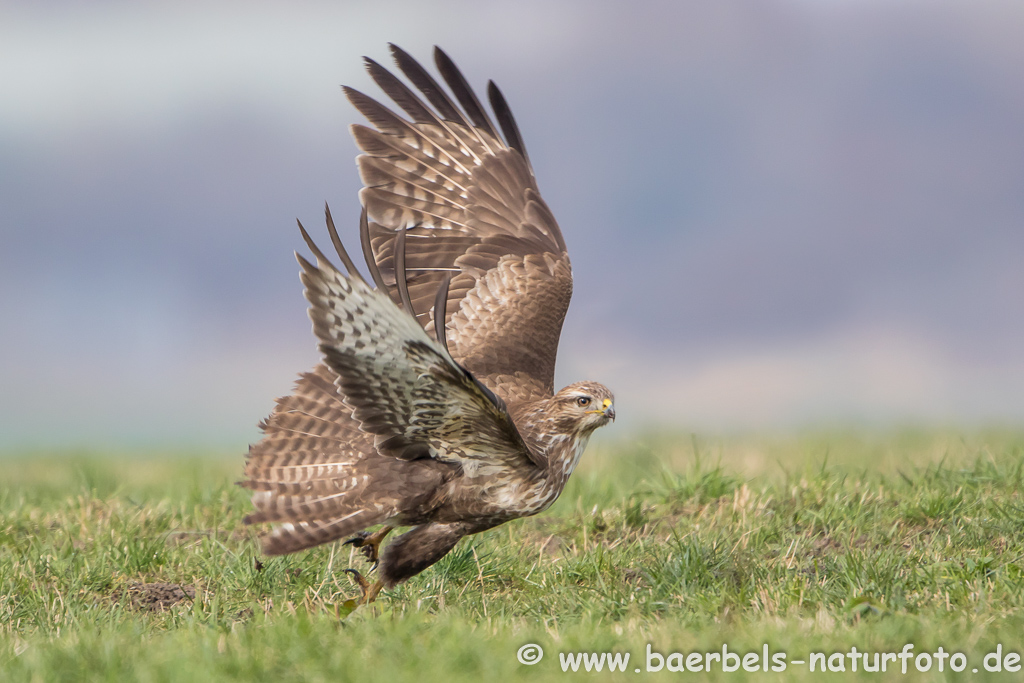 Mäusebussard