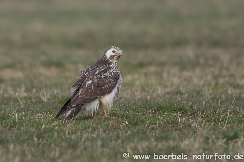 Mäusebussard