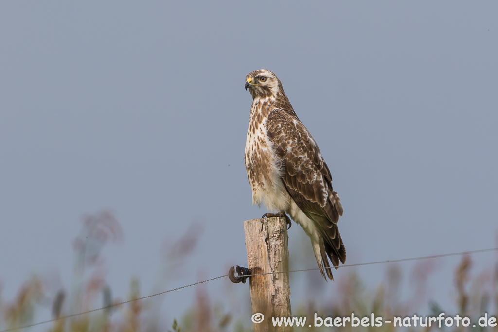 Mäusebussard