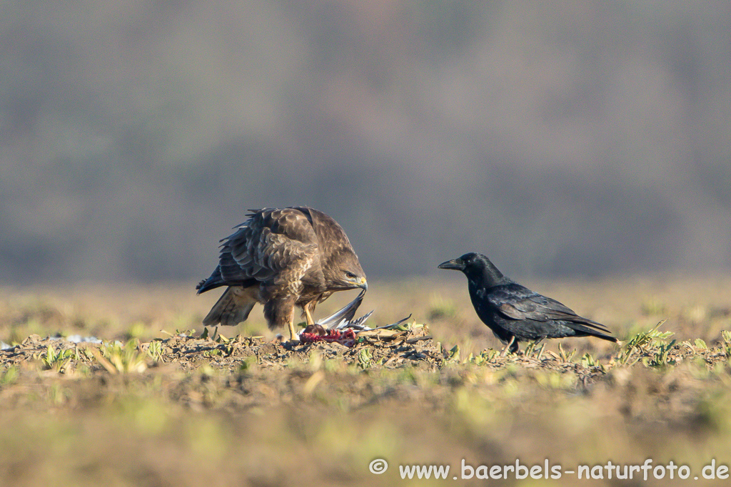 Mäusebussard