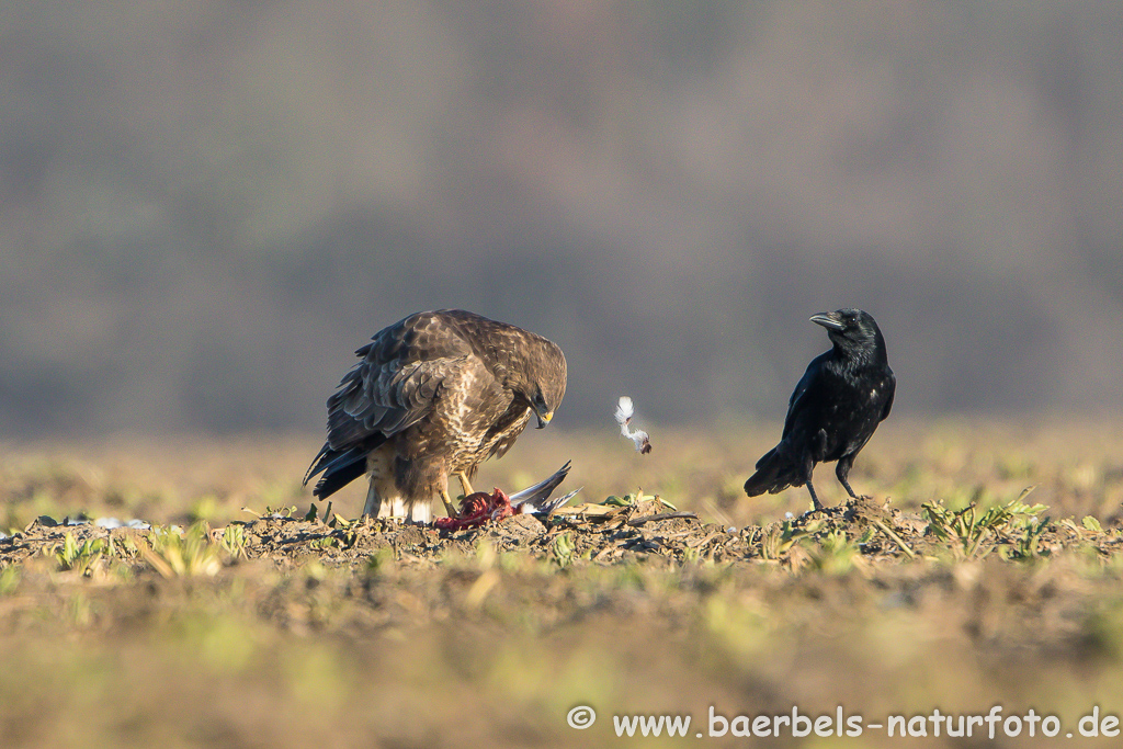 Mäusebussard