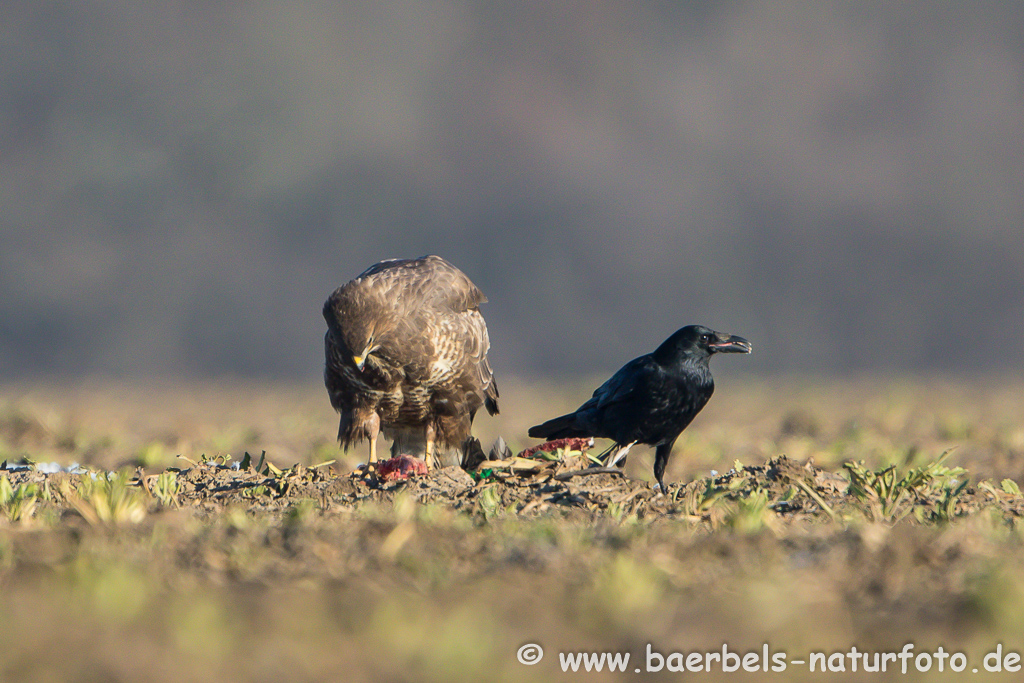 Mäusebussard