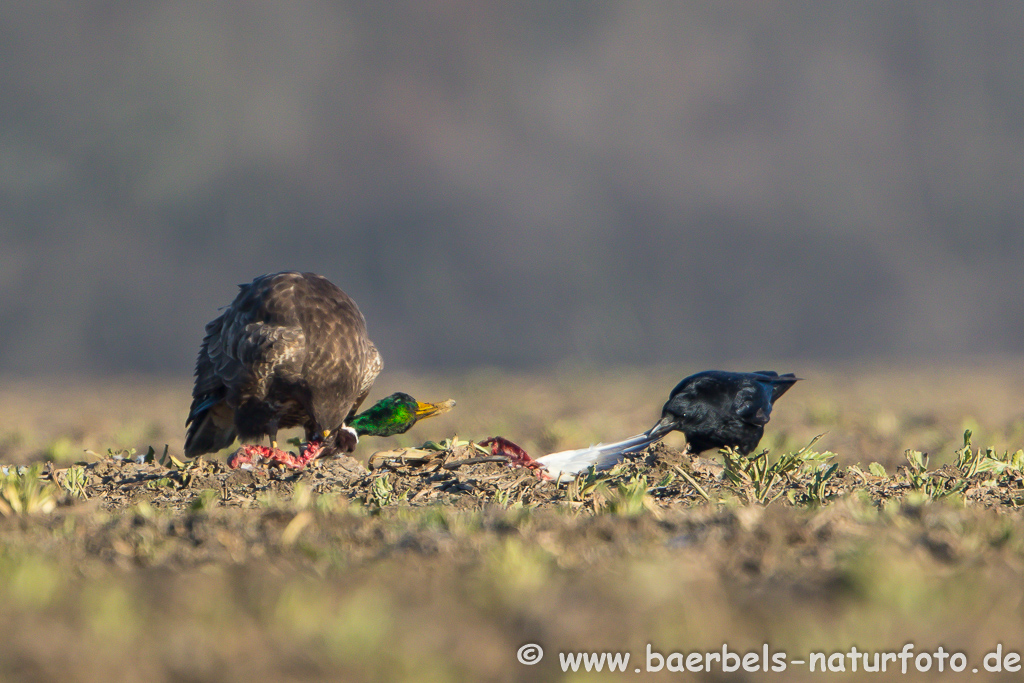 Mäusebussard