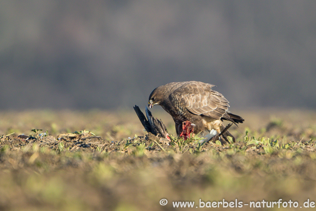 Mäusebussard