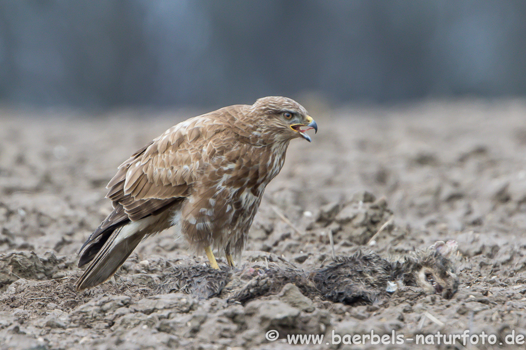 Mäusebussard