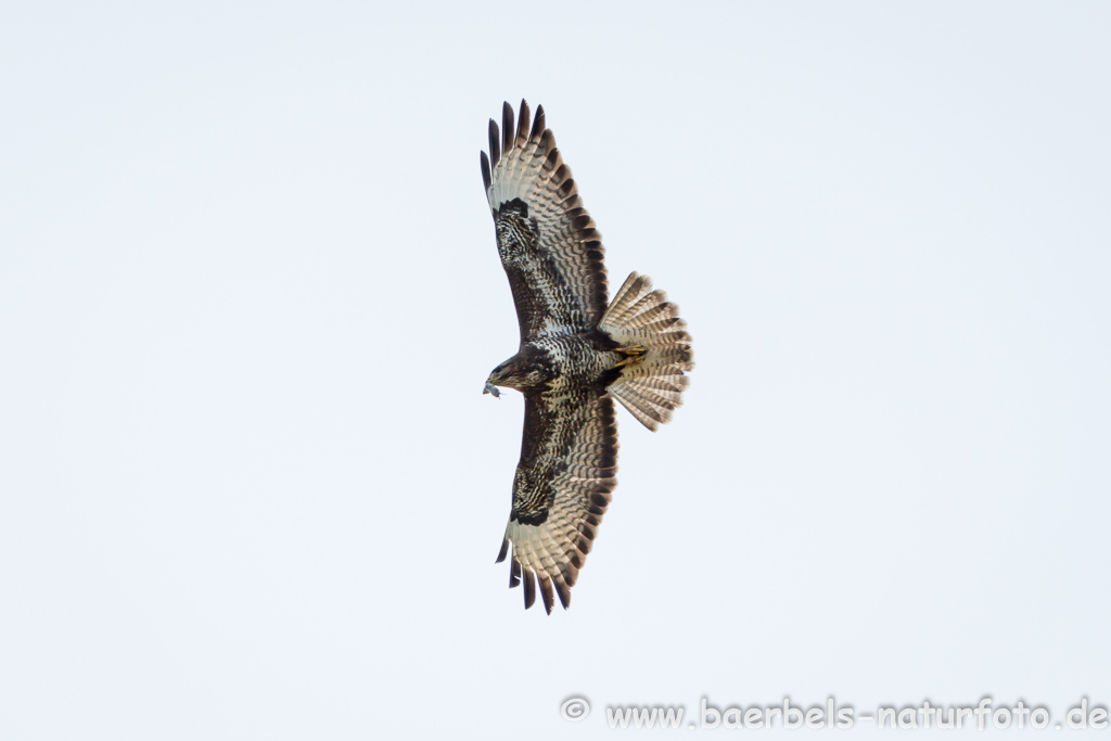 Mäusebussard