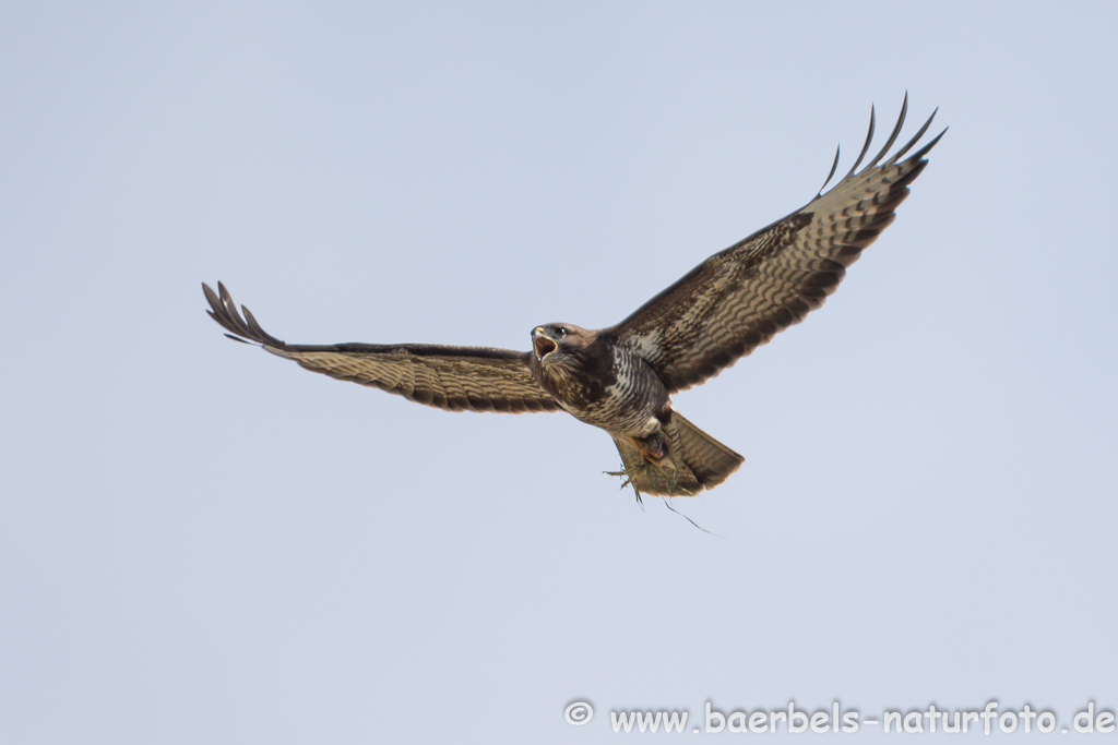 Mäusebussard