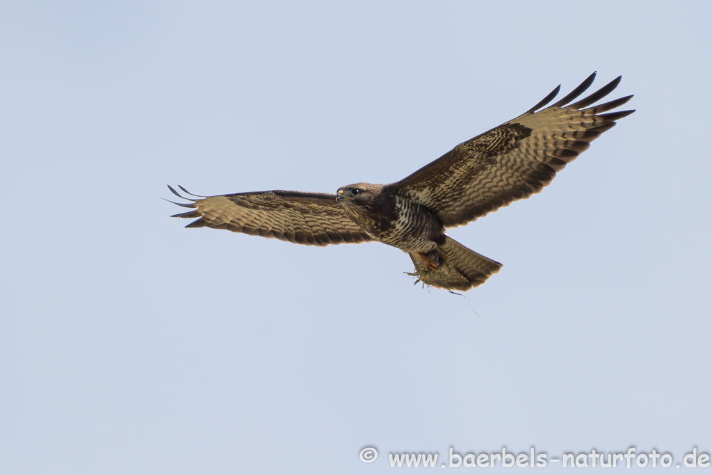 Mäusebussard