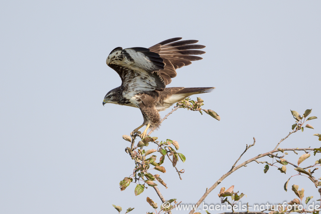 Mäusebussard