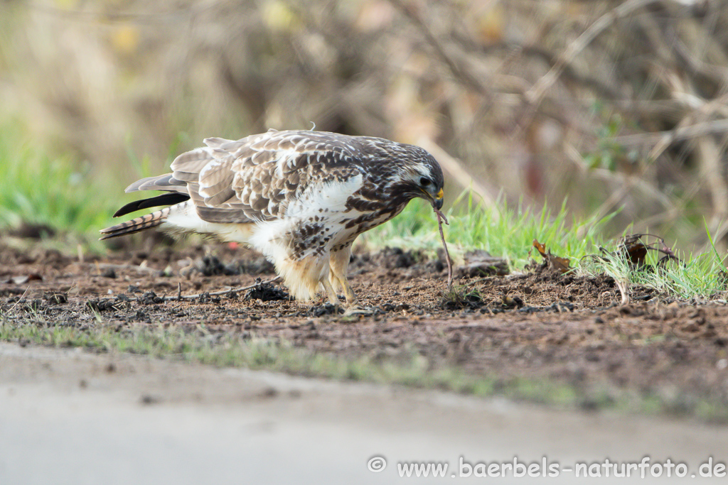 Mäusebussard