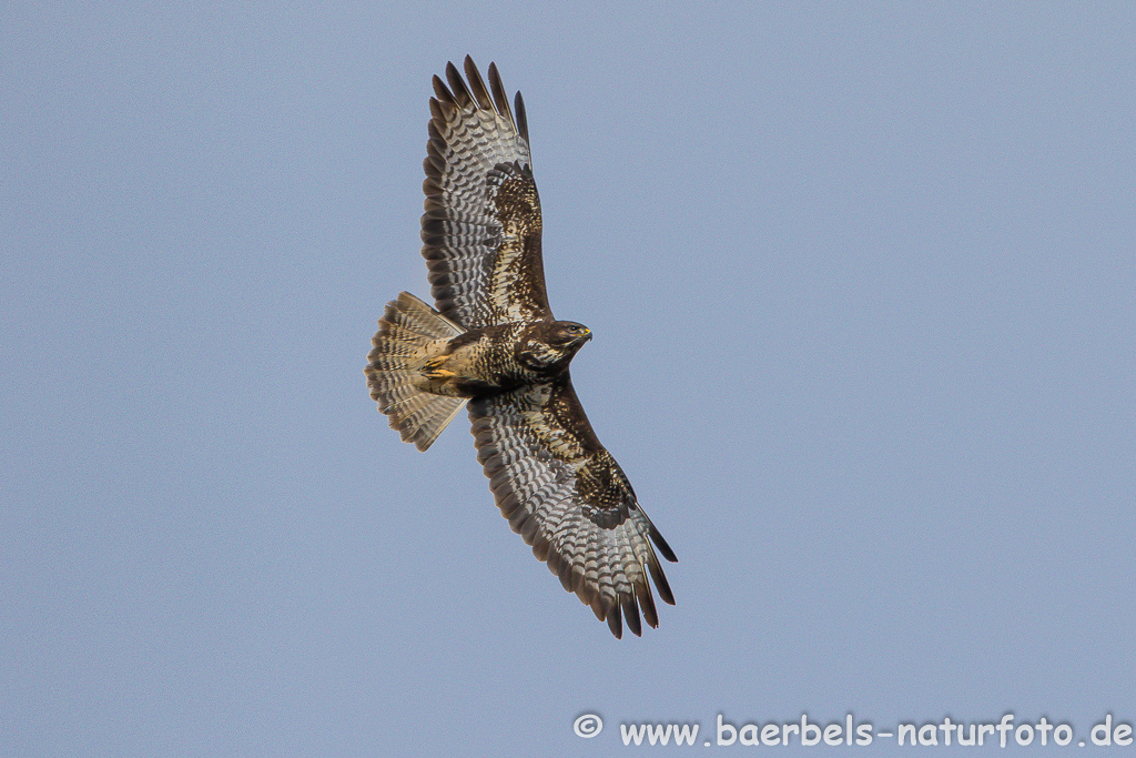 Mäusebussard