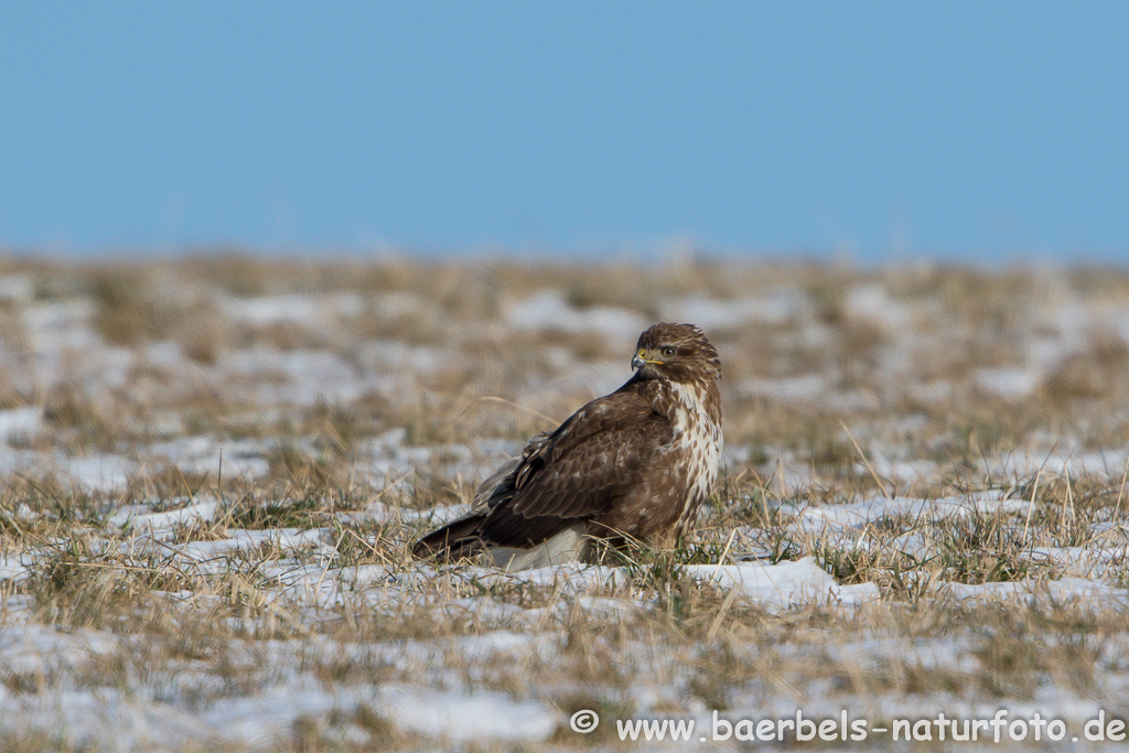 Mäusebussard