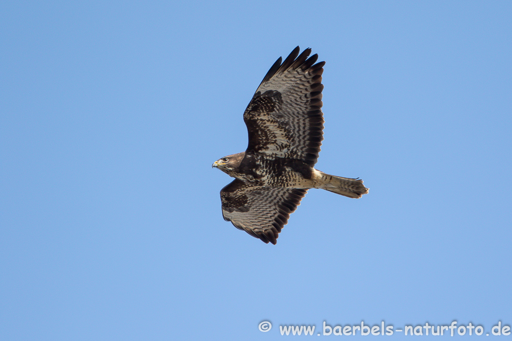 Mäusebussard