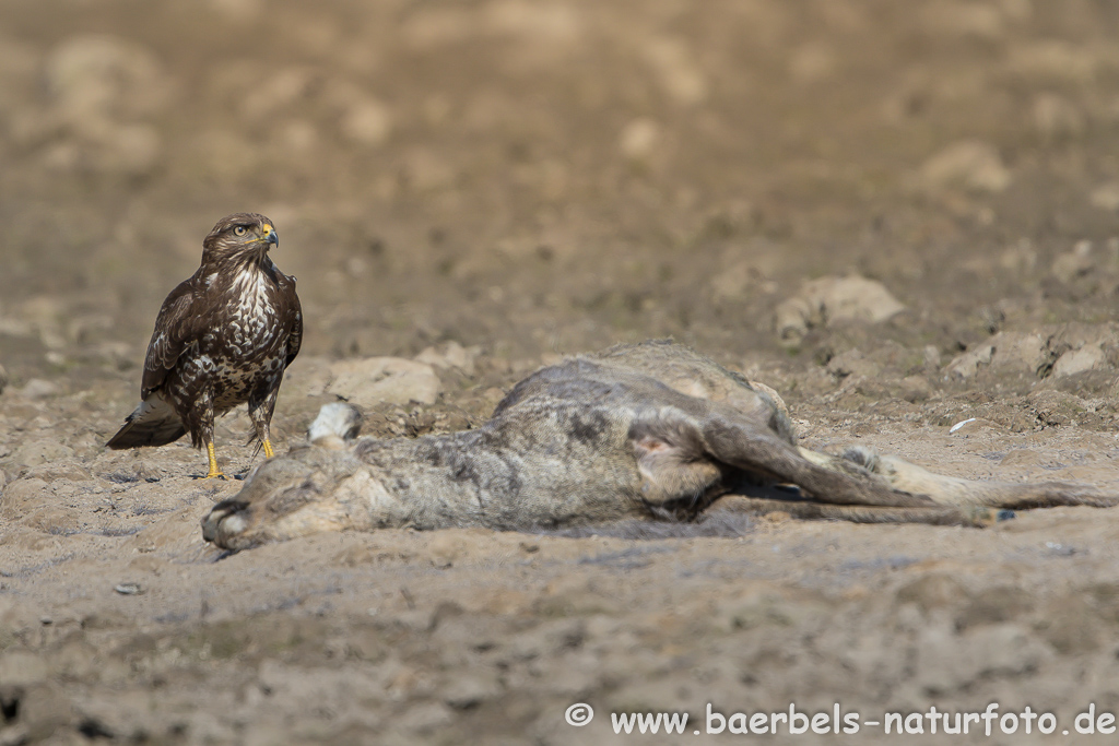 Mäusebussard