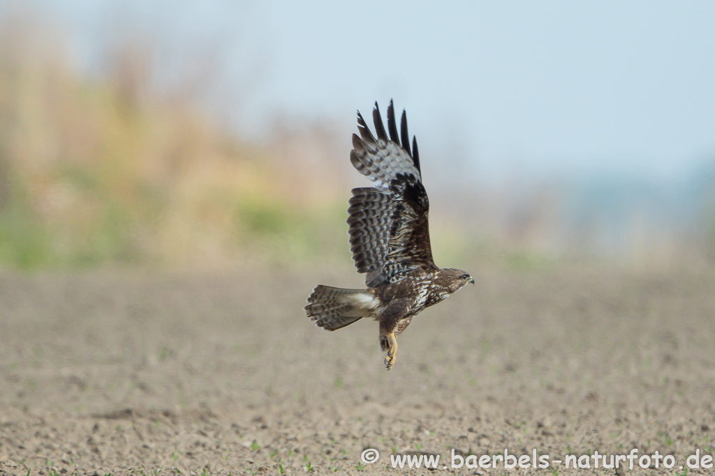 Mäusebussard