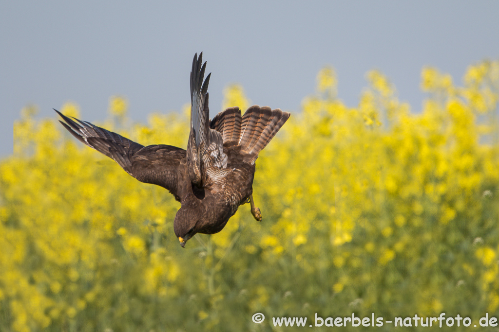 Mäusebussard