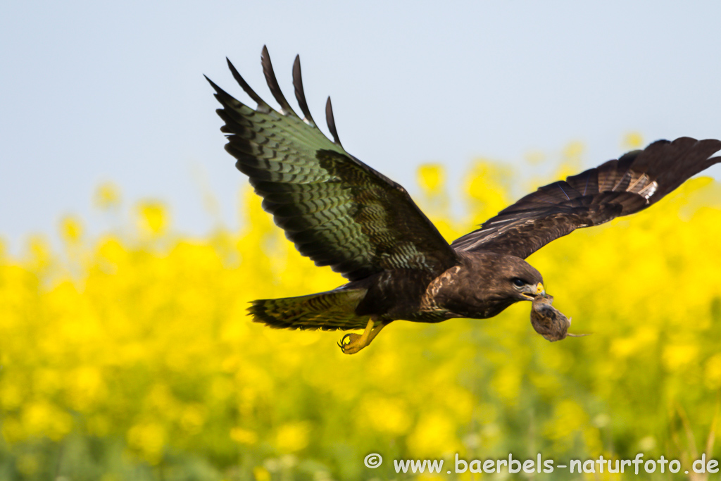 Mäusebussard