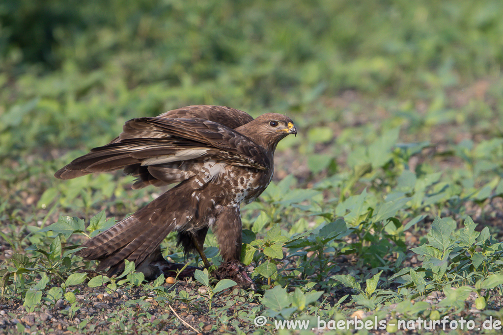 Mäusebussard