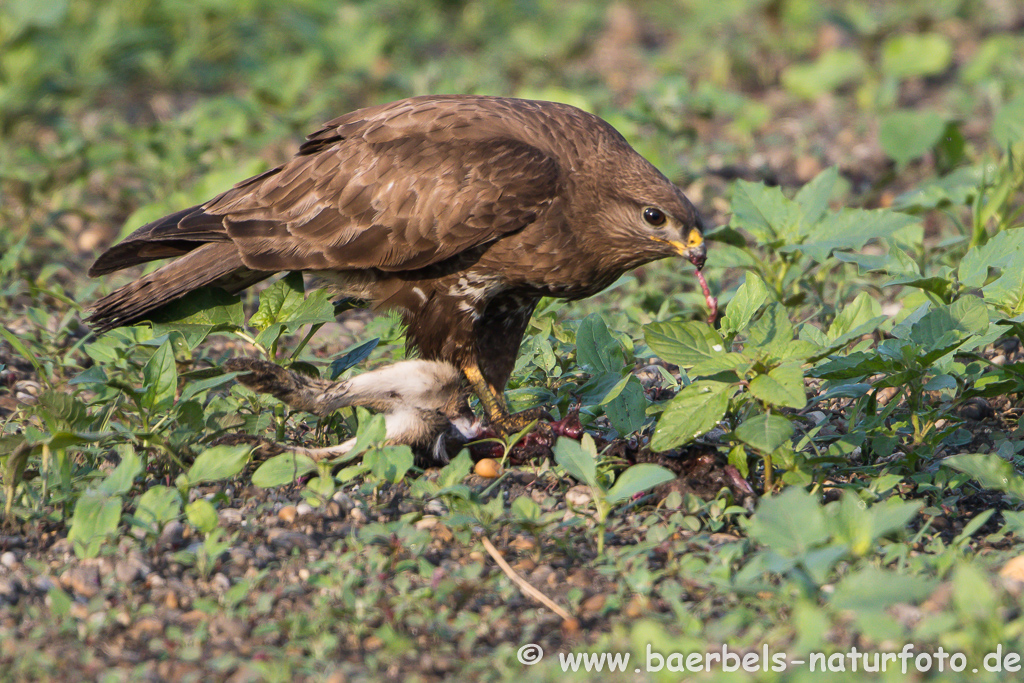 Mäusebussard