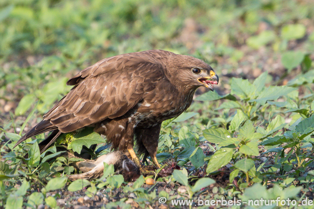 Mäusebussard