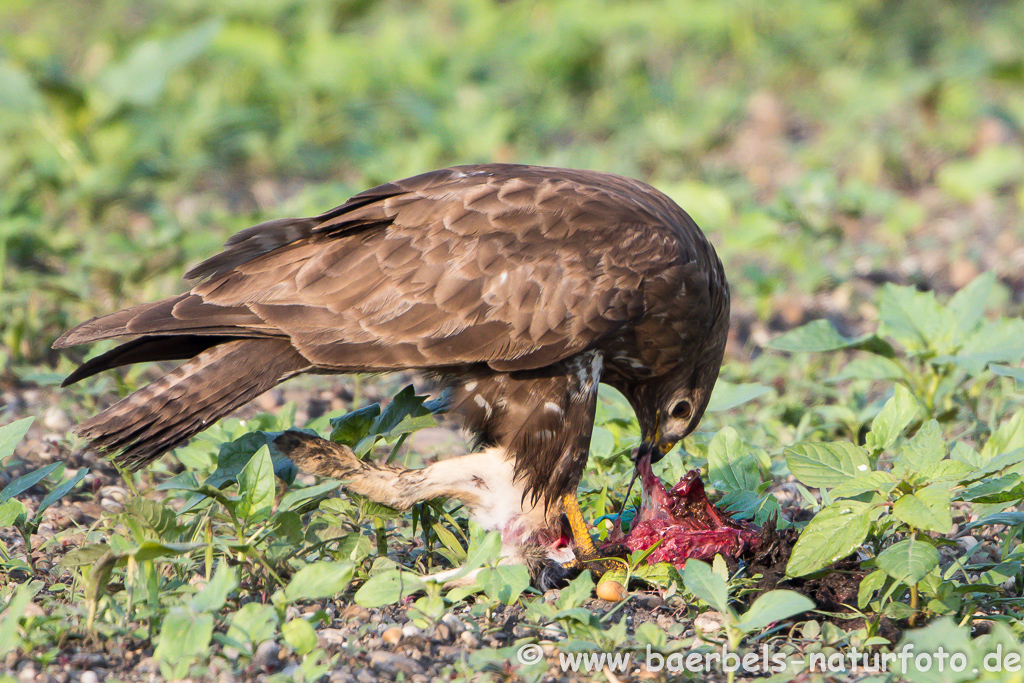 Mäusebussard