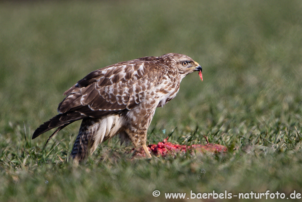 Mäusebussard