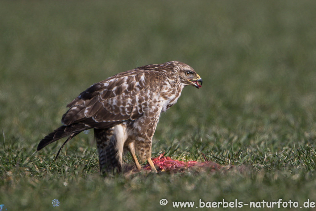 Mäusebussard