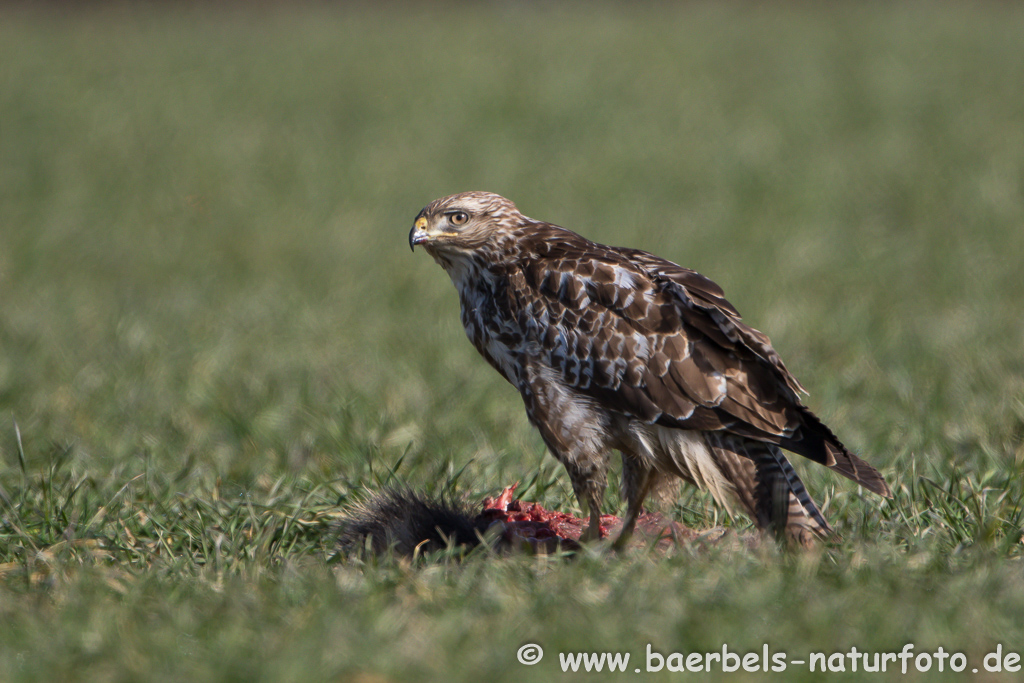 Mäusebussard