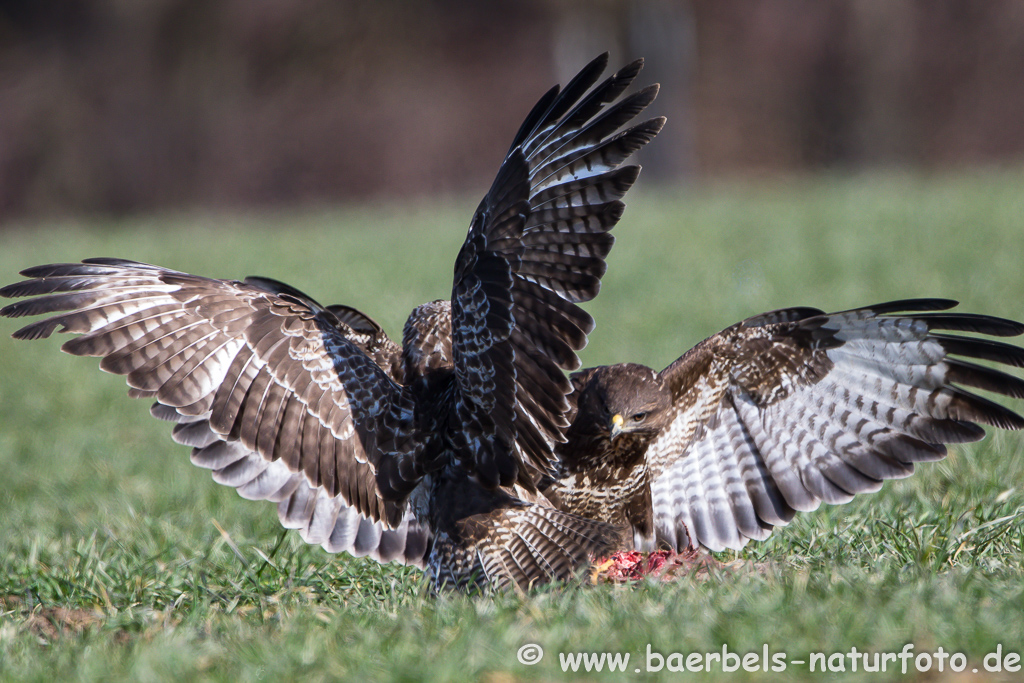 Mäusebussard