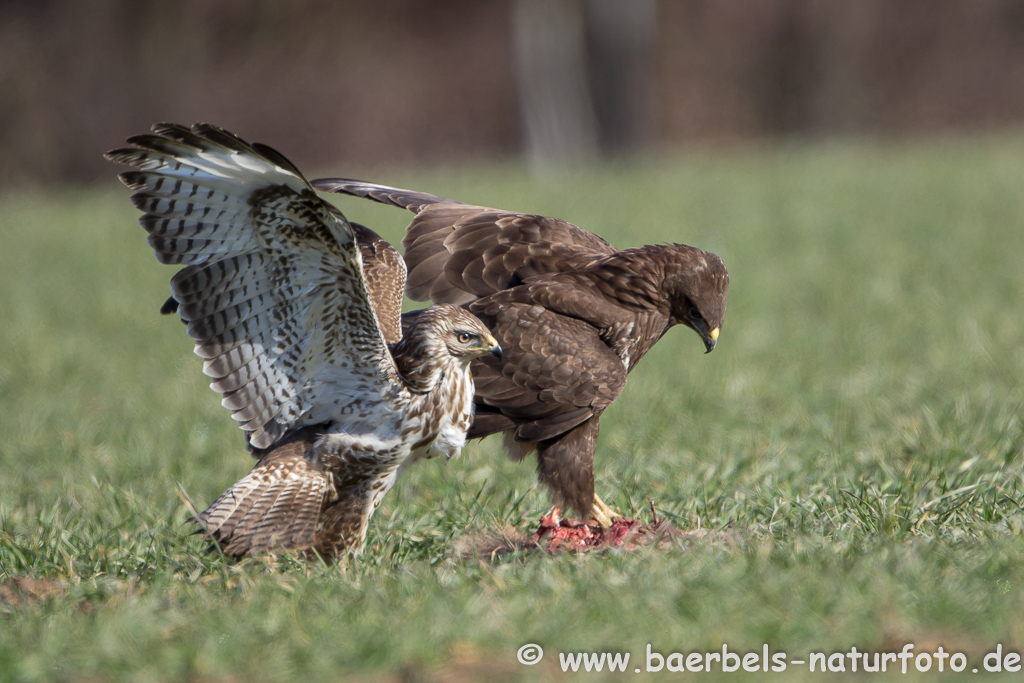 Mäusebussard