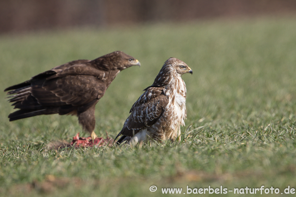 Mäusebussard