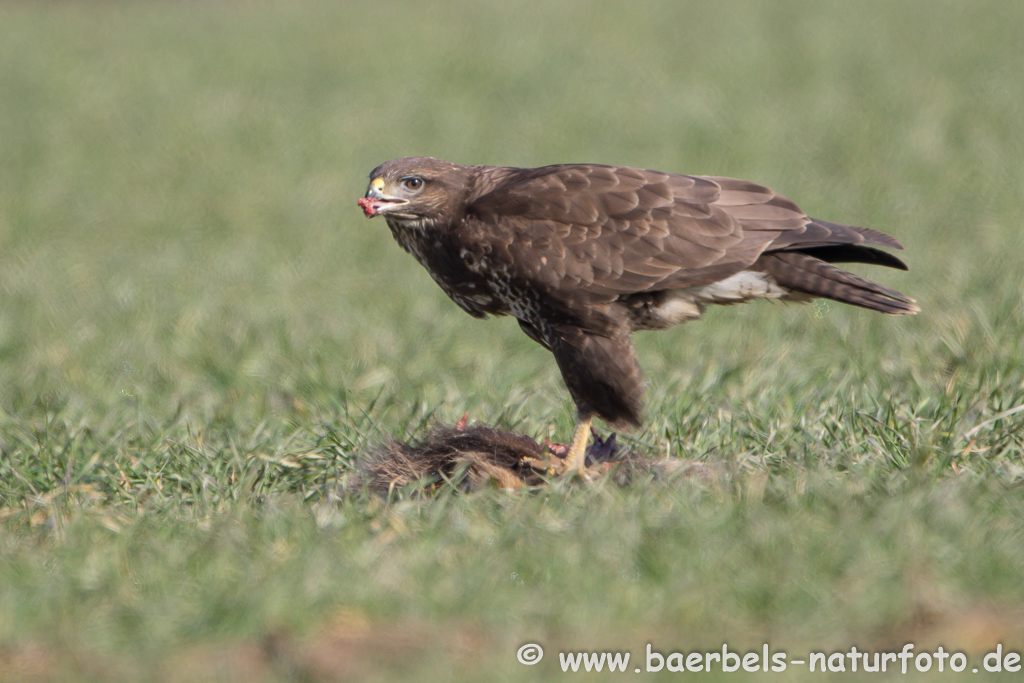 Mäusebussard