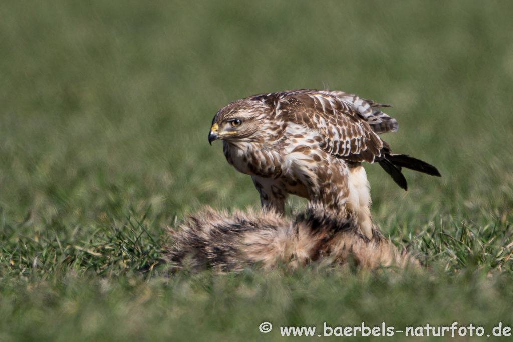 Mäusebussard